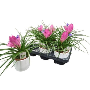 ARR TILLANDSIA