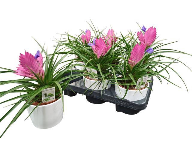<h4>ARR TILLANDSIA</h4>