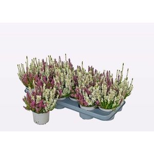 CALLU WIBOS TWIN