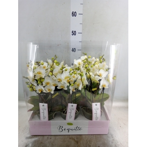 Phalaenopsis multi.   ...white