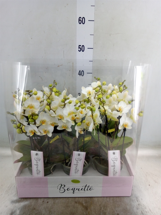 <h4>Phalaenopsis multi.   ...white</h4>