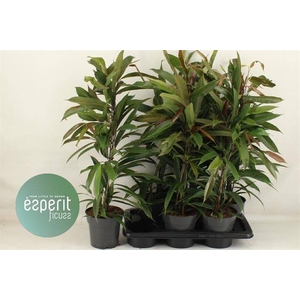 Ficus binnendijkii Amstel King 17Ø 80cm 3pp