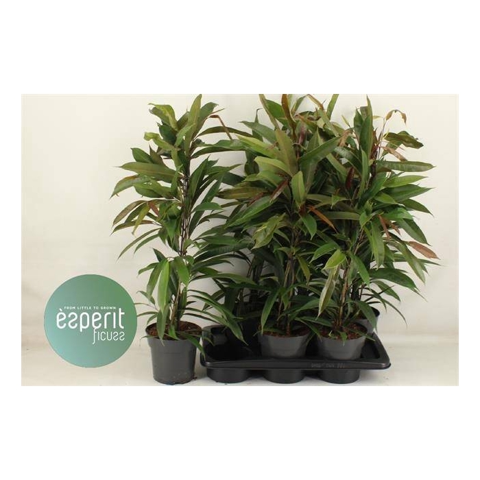 <h4>Ficus binnendijkii Amstel King 17Ø 80cm 3pp</h4>