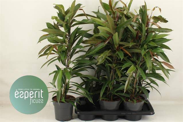 Ficus binnendijkii Amstel King 17Ø 80cm 3pp