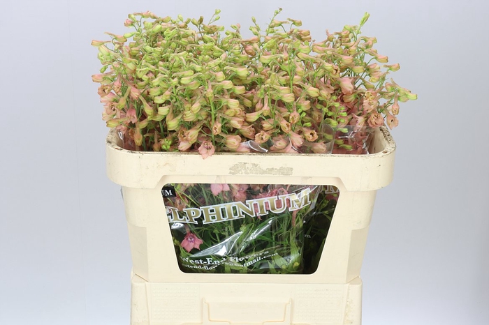 <h4>Delph En Pink Sensation</h4>
