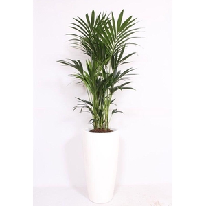 Howea Forsteriana in Santorini pot 