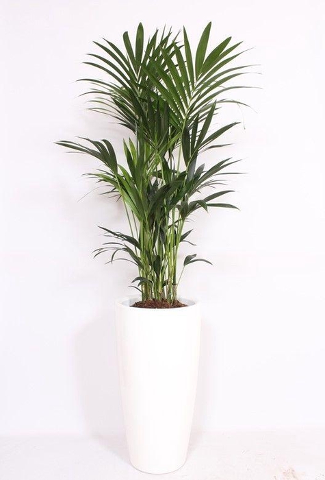 <h4>Howea Forsteriana in Santorini pot "wit"</h4>