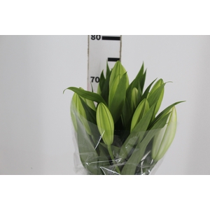 LIRIO ORIENTAL BRANCO 070 CM HT 2/3 FLS