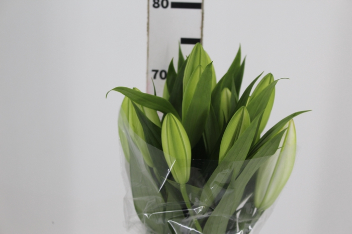 <h4>LIRIO ORIENTAL BRANCO 070 CM HT 2/3 FLS</h4>