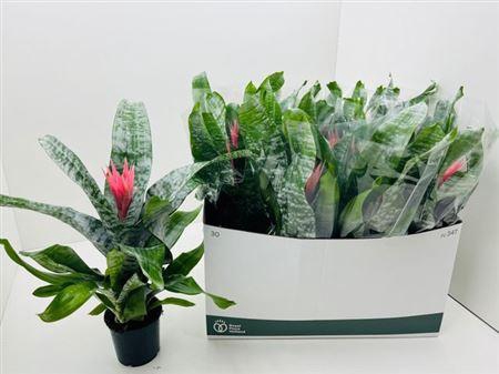 <h4>Aech Fas Primera Rijpte 2</h4>