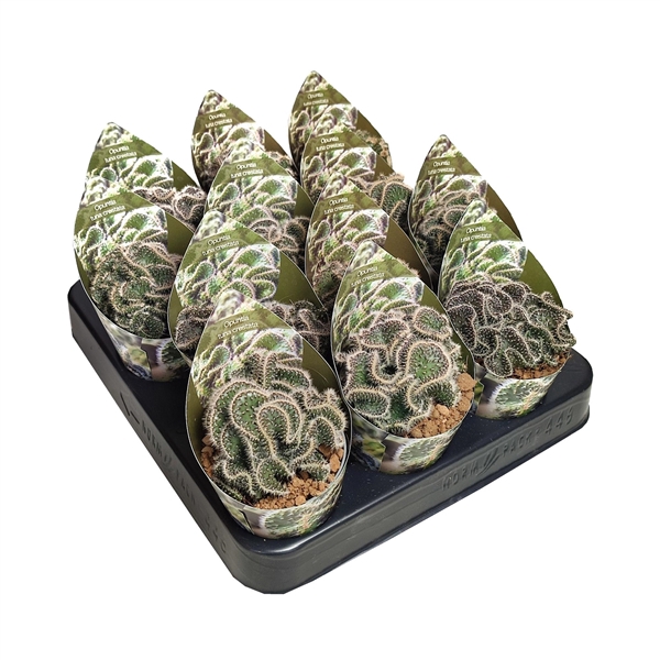 <h4>OPUNTIA TUNA CRESTATA - POT Ø 6,5 WITH POTCOVER (CACTUS)</h4>