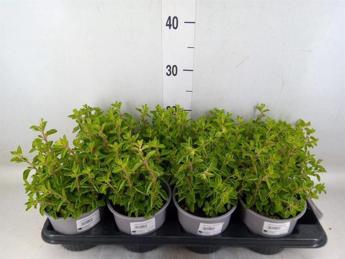<h4>Origanum vulgare</h4>
