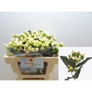 HYP MAG WHITE PRINCE