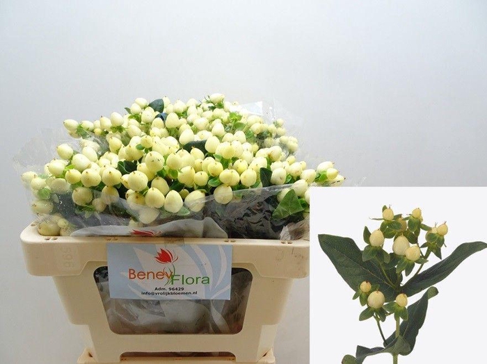 <h4>HYP MAG WHITE PRINCE</h4>