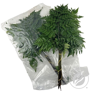 Leatherleaf Large Vac. X12 (cr)