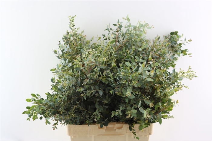 <h4>Euca Gunny 300gr P Bunch S A</h4>