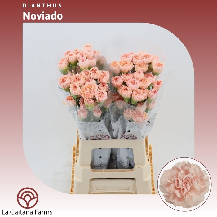 <h4>Dianthus St Noviado</h4>