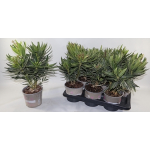 NERIUM OLEANDER OV