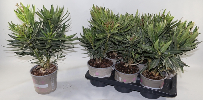 <h4>NERIUM OLEANDER OV</h4>