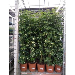 Schefflera arbor. 'Gold Capella'