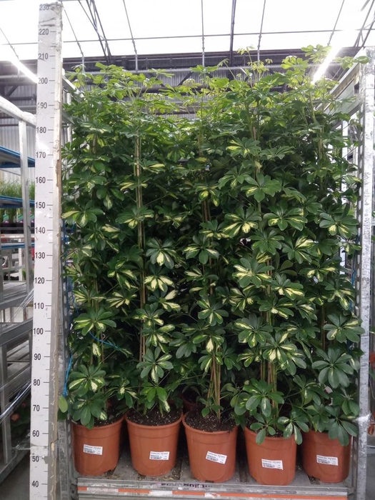 <h4>Schefflera arbor. 'Gold Capella'</h4>