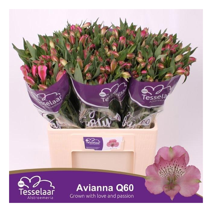 <h4>ALSTR AVIANNA</h4>