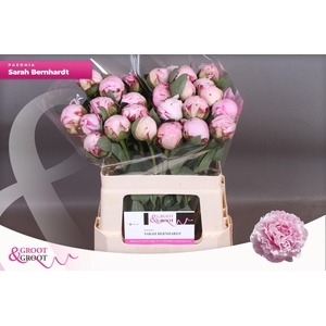 Paeonia Sarah Bernhardt