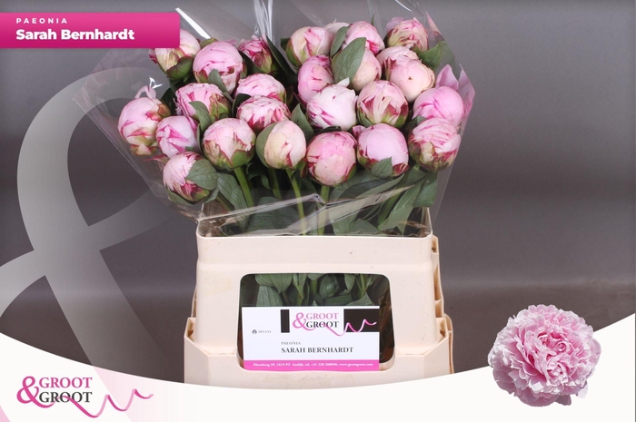 <h4>Paeonia Sarah Bernhardt</h4>