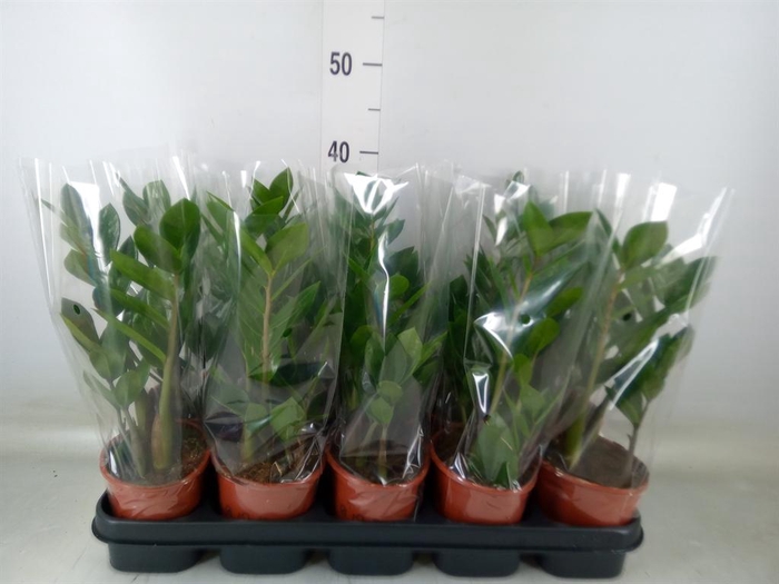 <h4>Zamioculcas zamiifolia</h4>