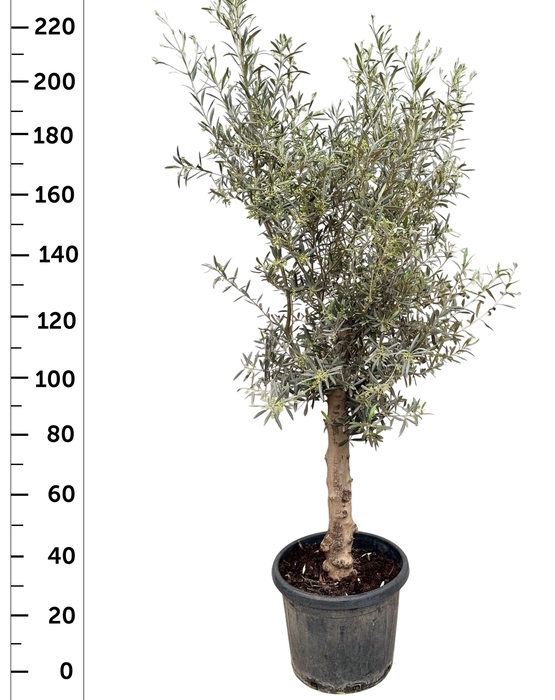 <h4>OLEA EUROPAEA</h4>