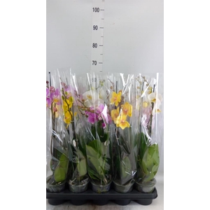 Phalaenopsis   ...mix