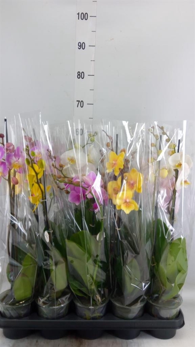 <h4>Phalaenopsis   ...mix</h4>
