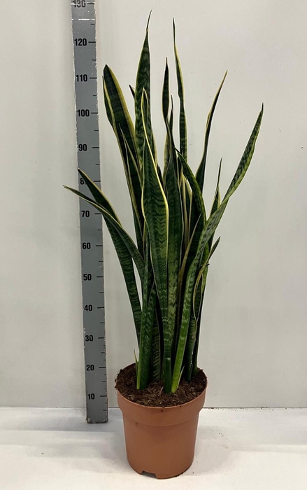 <h4>SANSEV LAURENTII</h4>