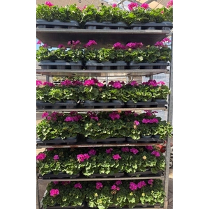 Pelargonium zonale