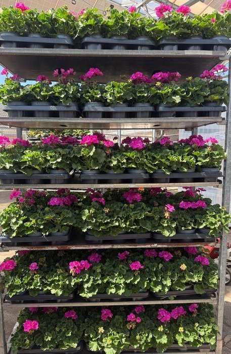 <h4>Pelargonium zonale</h4>