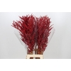 Bromelia Red Paloma