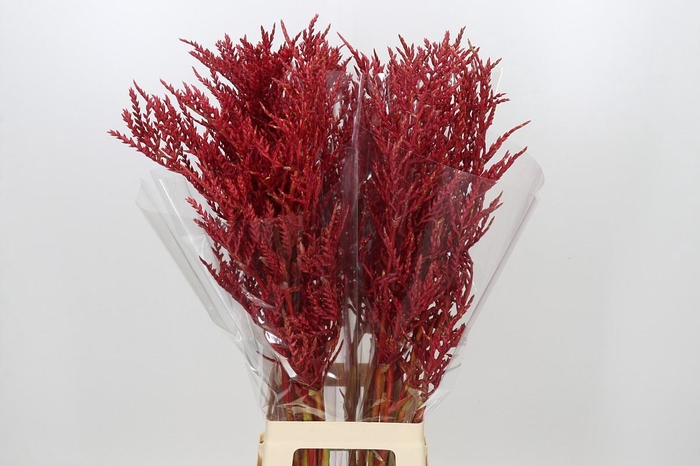 Bromelia Red Paloma