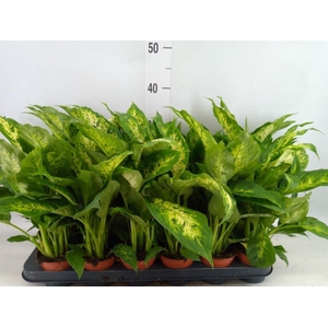 Dieffenbachia  'Compacta'