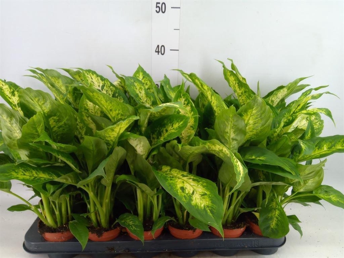 <h4>Dieffenbachia  'Compacta'</h4>