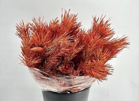 <h4>Pinus Mugo Painted $Luxury Copper</h4>