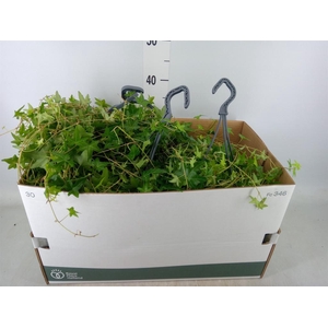 Hedera   ...green leafed