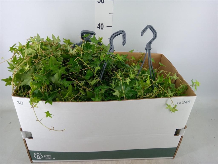 <h4>Hedera   ...green leafed</h4>