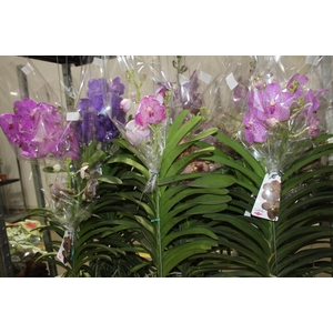 ORQUIDEA VANDA CESTA VAZADA
