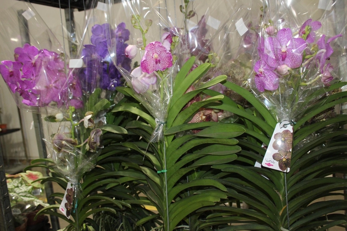 <h4>ORQUIDEA VANDA CESTA VAZADA</h4>