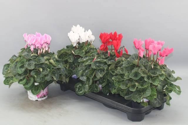 <h4>CYCL GR SUP XL</h4>