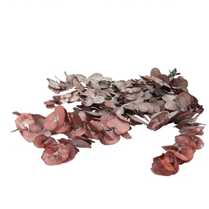 Preserved Eucalyptus Cinerea 60cm