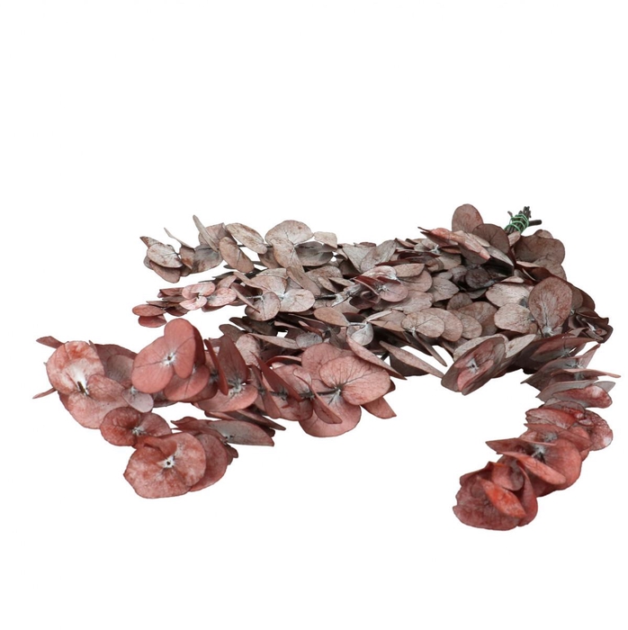 <h4>Preserved Eucalyptus Cinerea 60cm</h4>