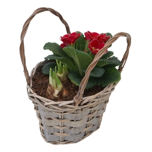 Primula tasje tet 424