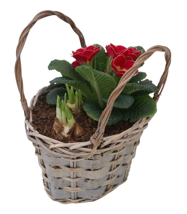 <h4>Primula tasje tet 424</h4>