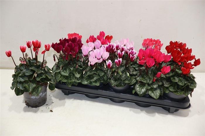 <h4>Cycl Kl Sup Carino</h4>